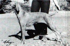 Aranyoz B Kisanya