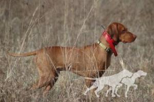 Barben's Dirt Dog Bites the Bullitt