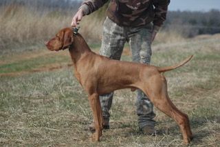 Barben's Dirt Dog Bites the Bullitt