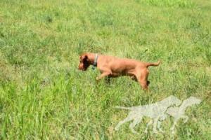 Compass' Point's King of Cohoon