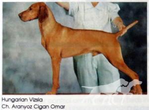 Aranyoz Cigan Omar