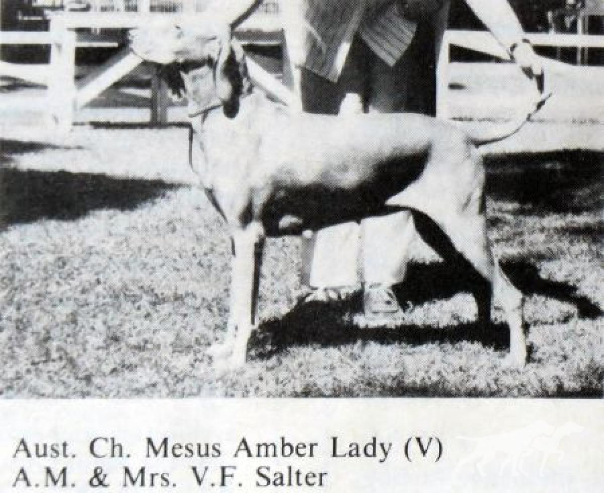 Mesus Amber Lady
