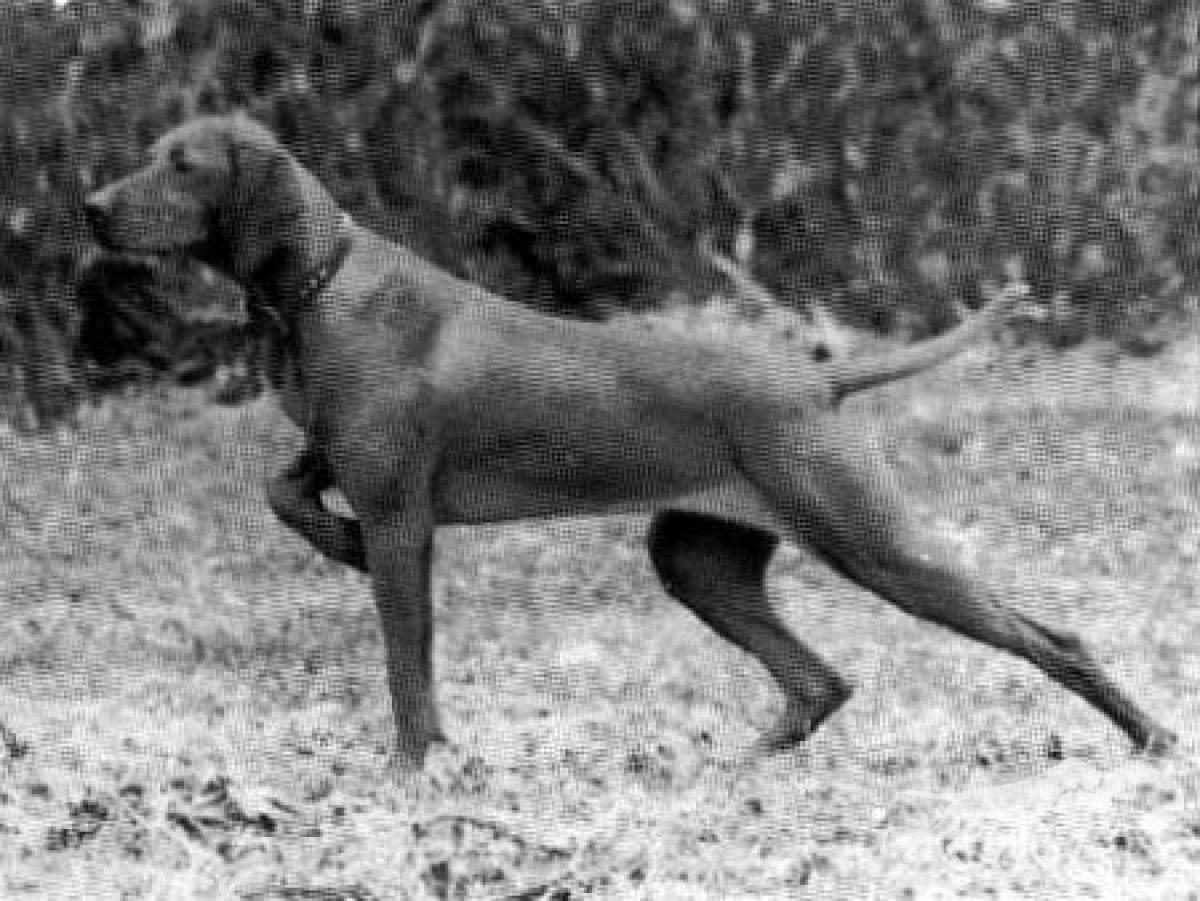 Hanafor Elszant Nandi