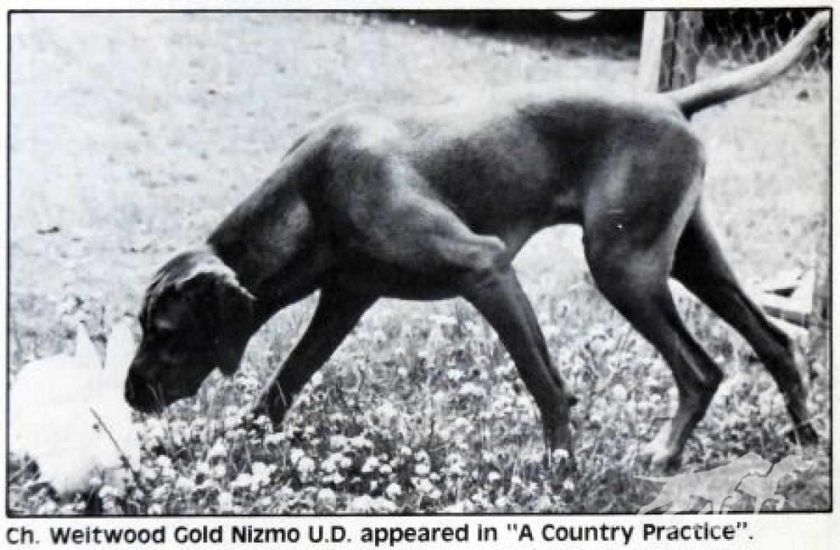 Weitwood Gold Nizmo