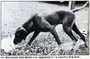 Weitwood Gold Nizmo