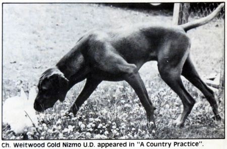 Weitwood Gold Nizmo