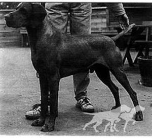 Aranka King Billy