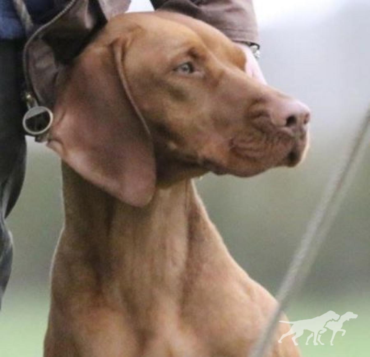 Hayward's Lady Brynner