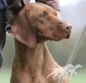 Hayward's Lady Brynner