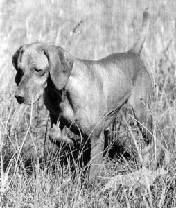 Hanafor Lady Wychbold