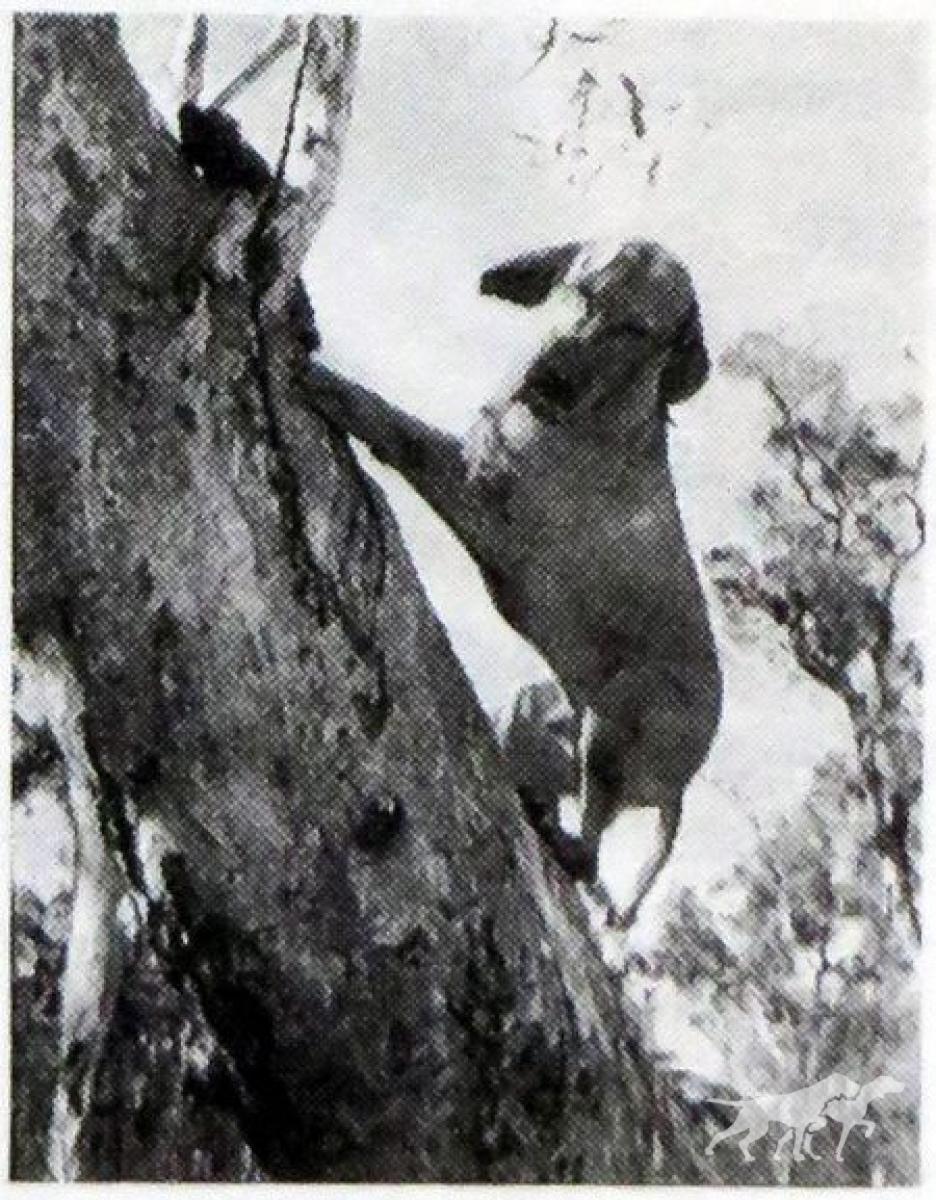 Agasvari Csuda Eszes