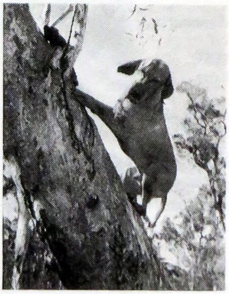 Agasvari Csuda Eszes