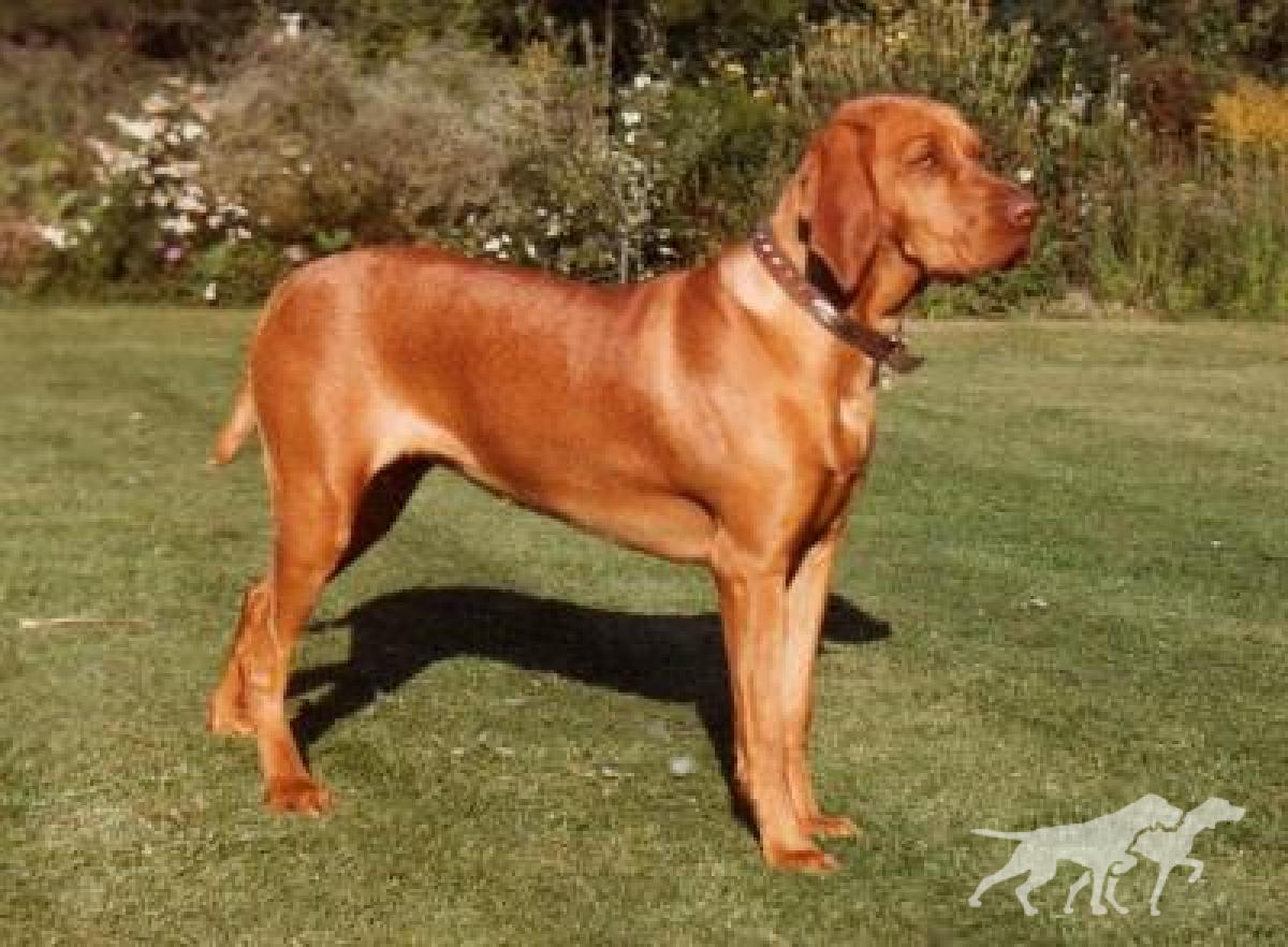 Braewater Ledi