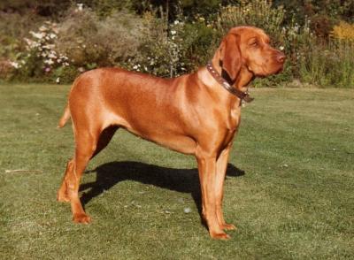 Braewater Ledi
