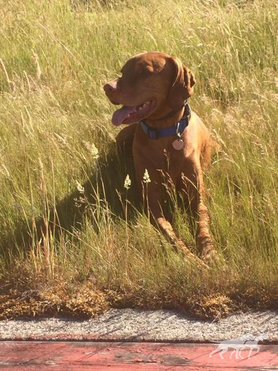Jaybren's Little Buddy Cannon Murphy