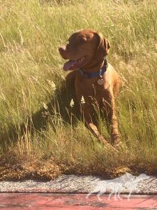 Jaybren's Little Buddy Cannon Murphy
