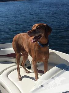 Jaybren's Little Buddy Cannon Murphy