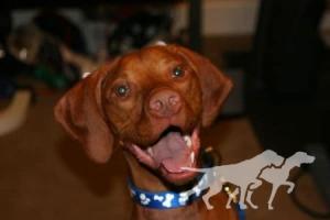 Jaybren's Little Buddy Cannon Murphy