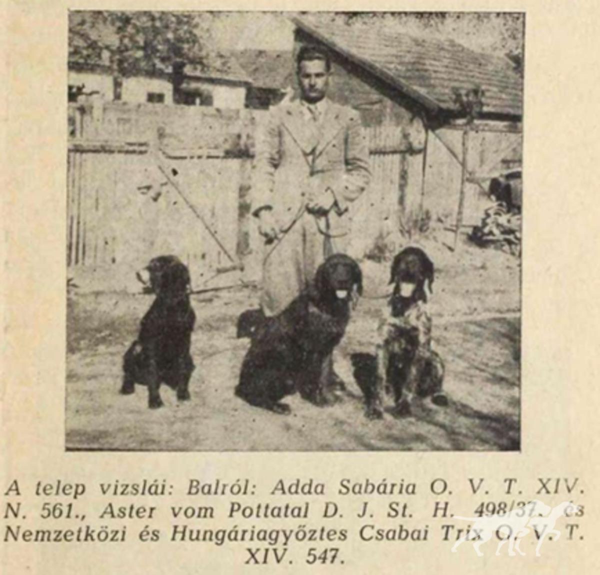 Astor von Pottatal (Deutsch Drahthaar = GWP)