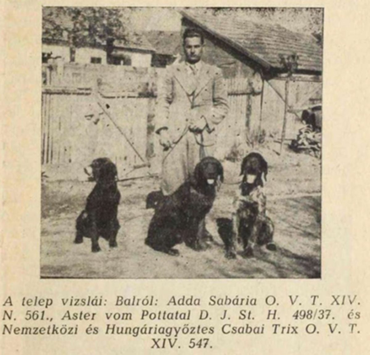 Astor von Pottatal (Deutsch Drahthaar = GWP)