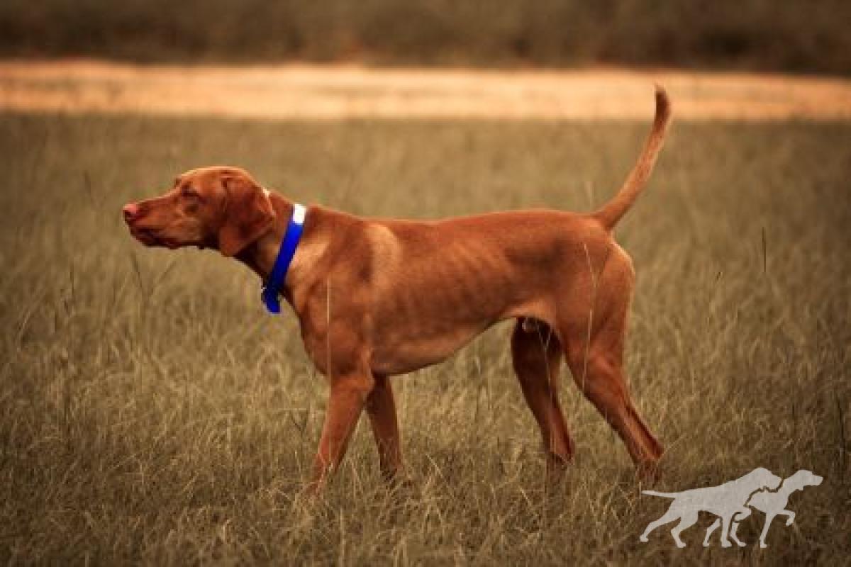 Trailsides Peppered Bullseye Benelli / Trailsides Benny