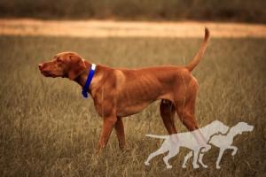 Trailsides Peppered Bullseye Benelli / Trailsides Benny