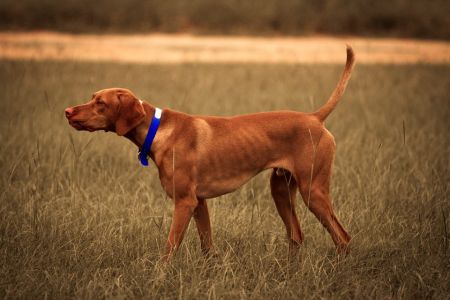 Trailsides Peppered Bullseye Benelli / Trailsides Benny