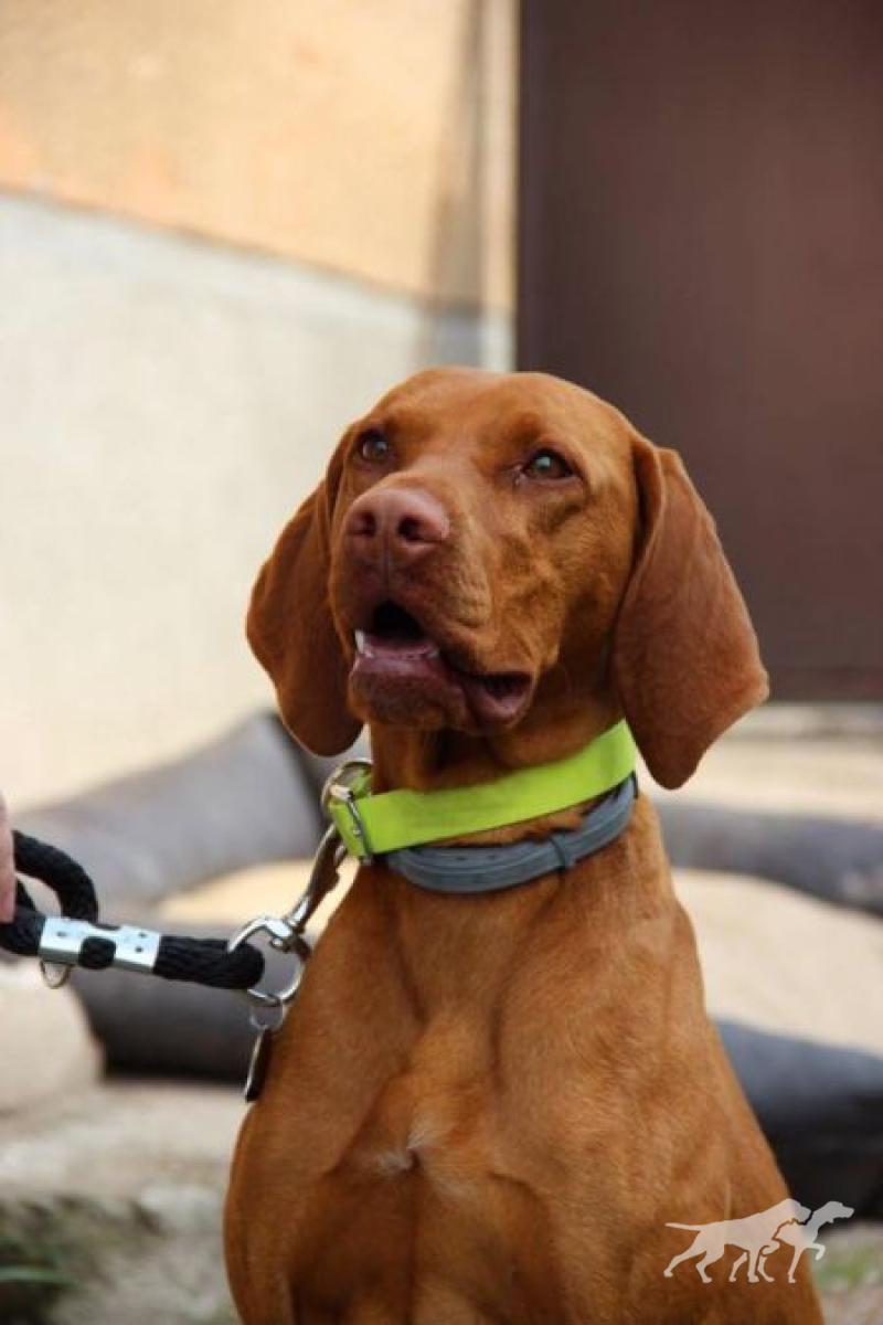 Asuan Nilem Viva la Vizsla