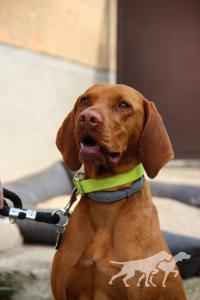 Asuan Nilem Viva la Vizsla