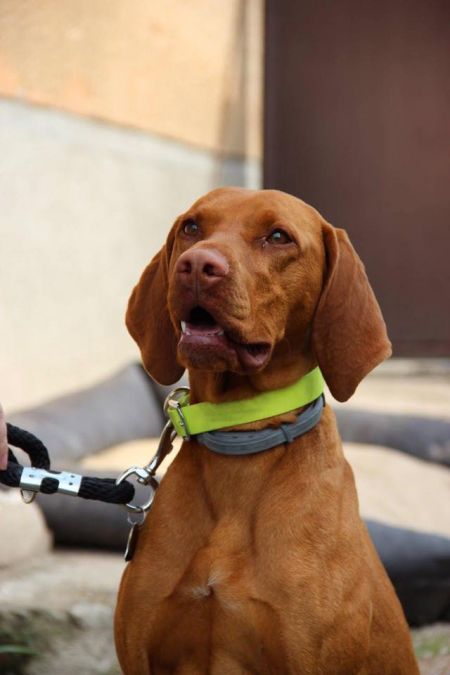 Asuan Nilem Viva la Vizsla