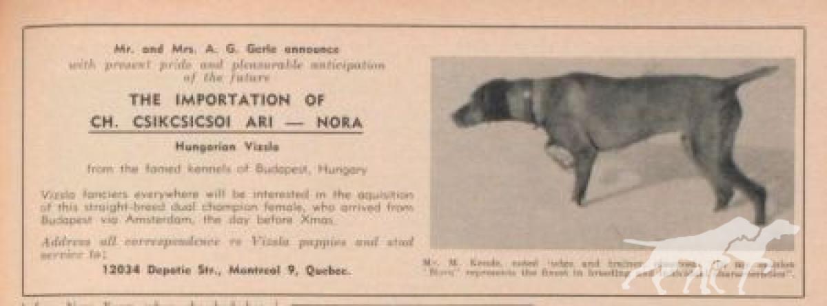 Csikcsicsoi Ari-Nora