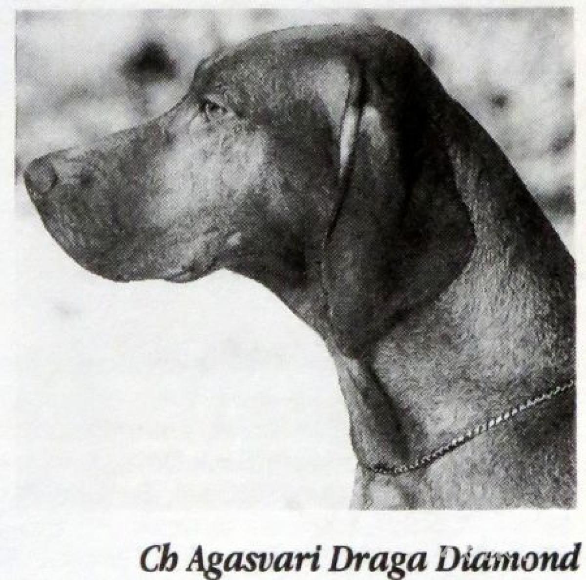 Agasvari Draga Diamond
