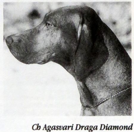 Agasvari Draga Diamond