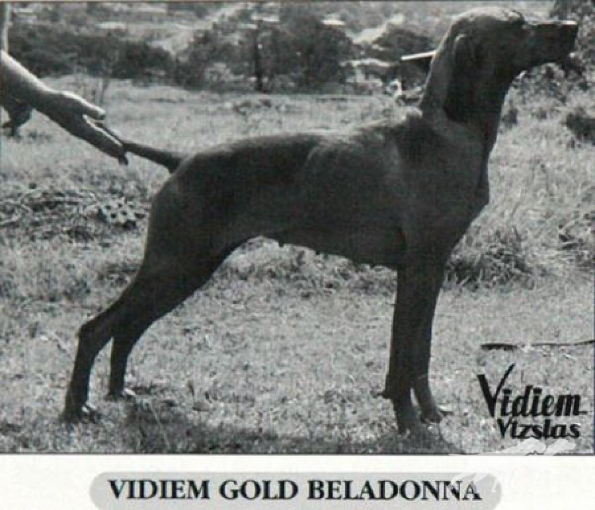 Vidiem Gold Beladonna