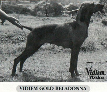 Vidiem Gold Beladonna