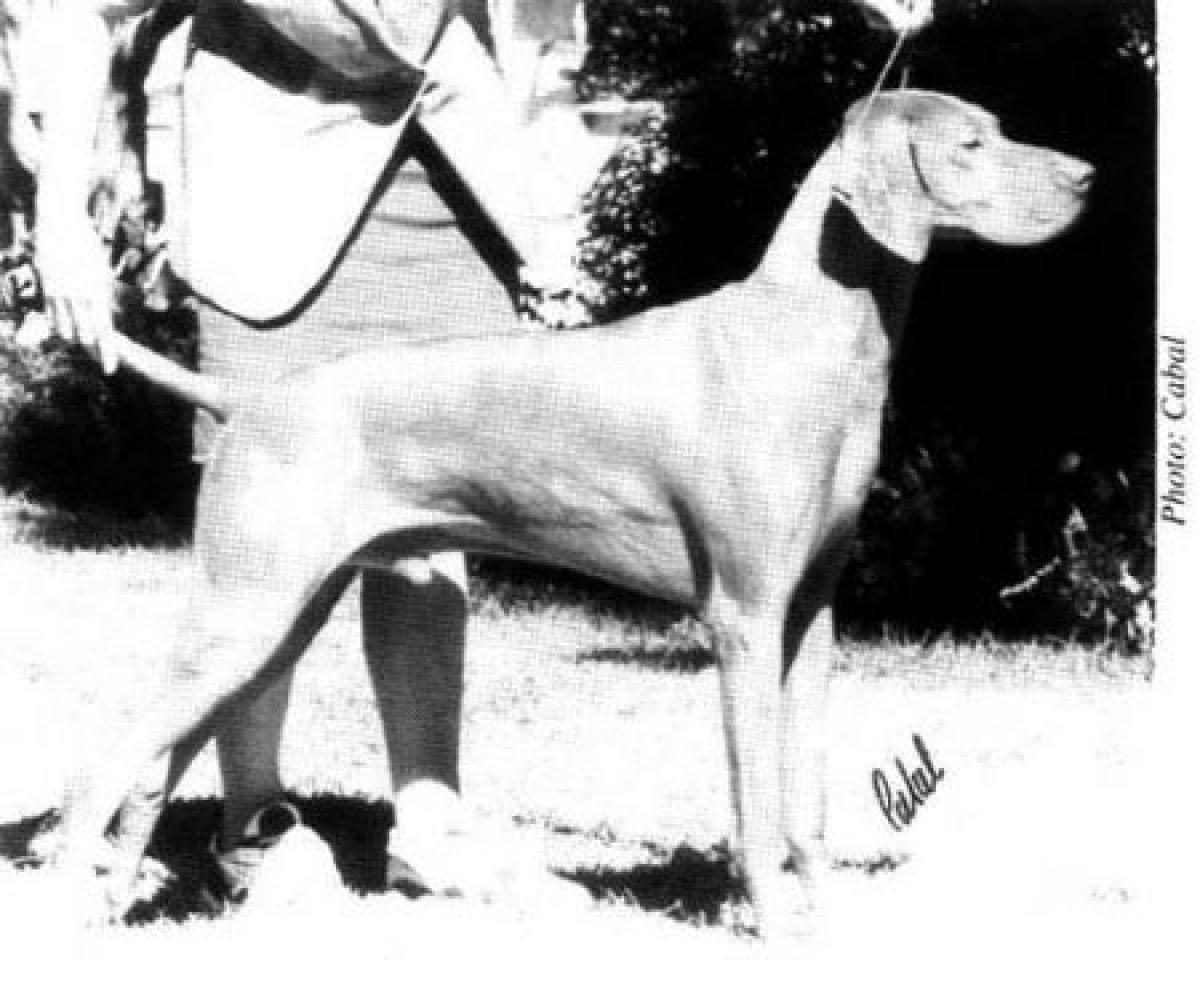 Hubertus Cimeres Ceger