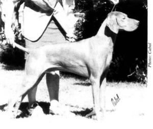 Hubertus Cimeres Ceger