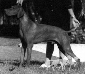 Hubertus Cimeres Ceger