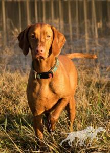 Kelby Creek's Sweet Thing