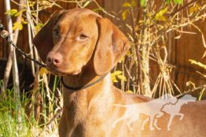 Kelby Creek's Sweet Thing