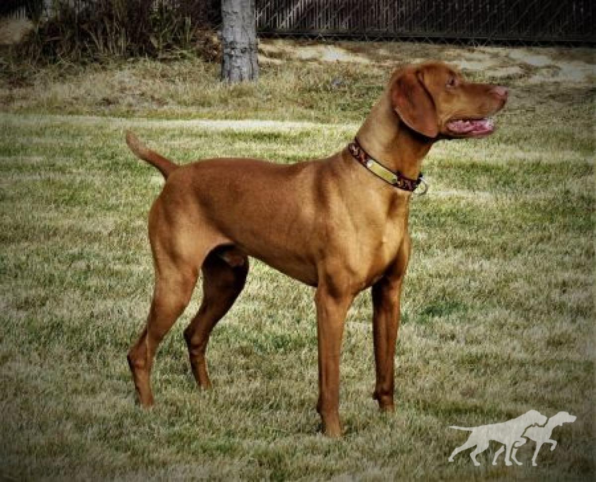 Muellers Zeke of Kelby Creek