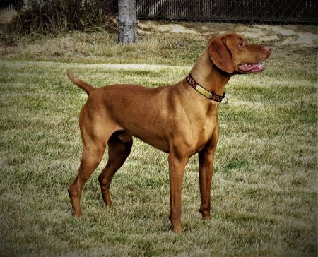 Muellers Zeke of Kelby Creek