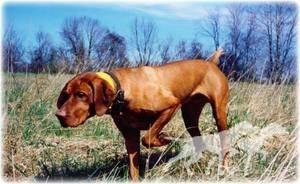 Behi Red Chief