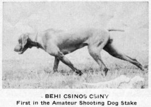 Behi's Csinos Csiny