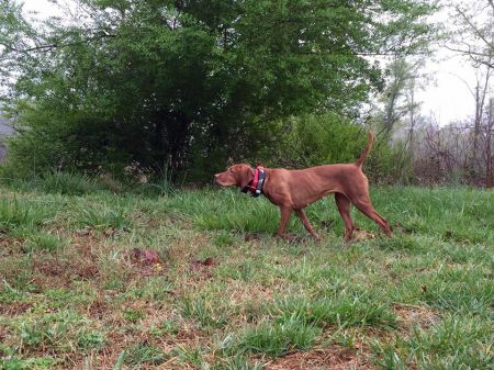 Barben's Riding The Daisy Train