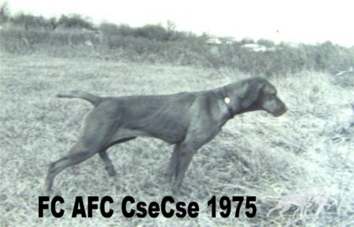 Behi Csecse Csiny