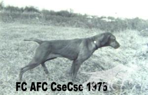 Behi Csecse Csiny