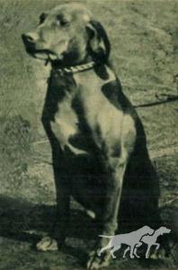 Szikra (OVC 303)