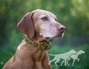 Trailside's Tzar of Fairlington