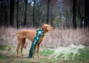 Trailside's Tzar of Fairlington